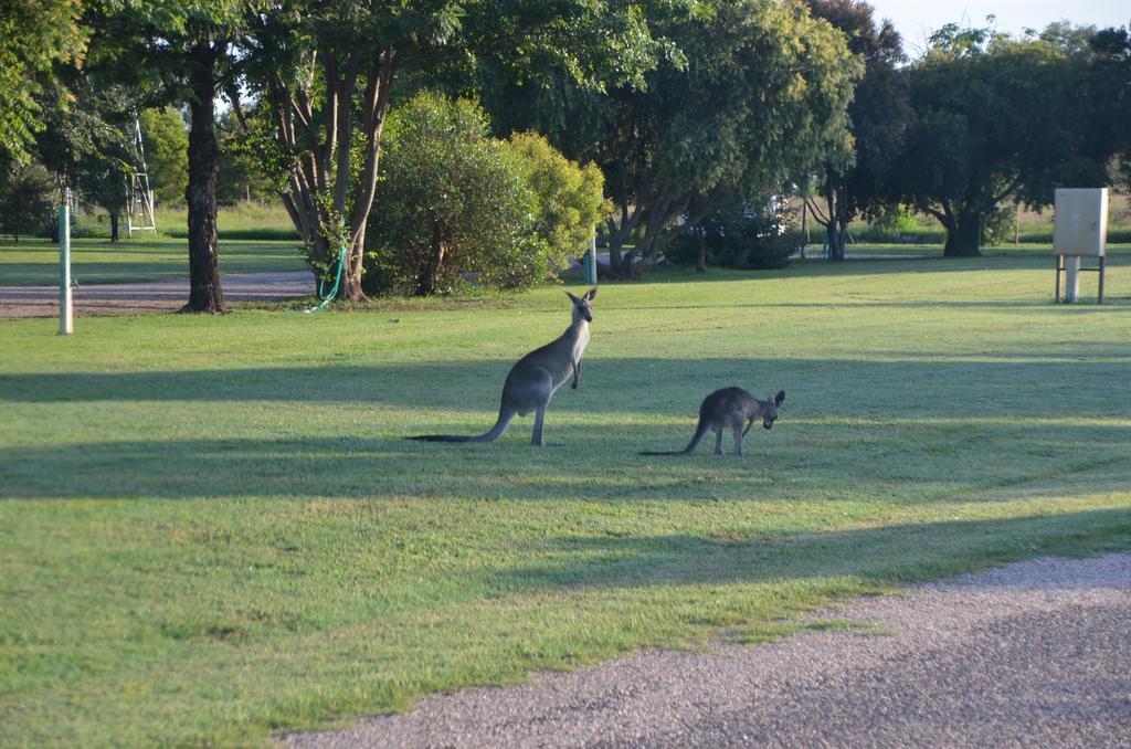 Pelican Rest Tourist Park セント・ジョージ エクステリア 写真